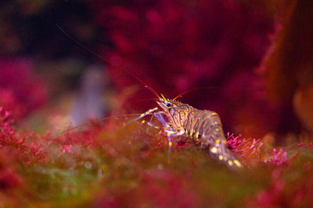 Beautiful underwater scene with red shrimp in aquarium in Dusseldorf, Germany. Tropical scenery.の写真素材