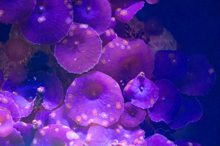 Beautiful underwater scene in aquarium in Dusseldorf, Germany. Tropical scenery.の写真素材