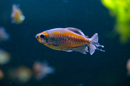 Beautiful underwater scenery in aquarium with blue fish. Tropical underwater life.の写真素材