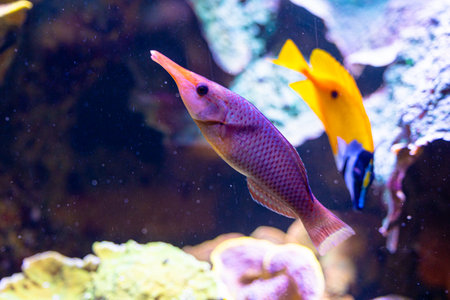 Beautiful underwater scenery in aquarium with pink fish. Tropical underwater life.の写真素材