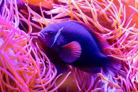 Purple clownfish hiding in the anemone in aqarium. Underwater scenery with fish.の写真素材