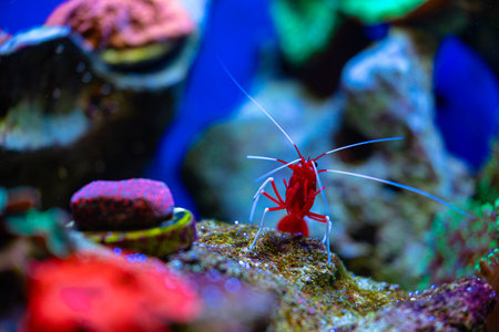 Beautiful underwater scene with red shrimp in aquarium in Dusseldorf, Germany. Tropical scenery.の写真素材