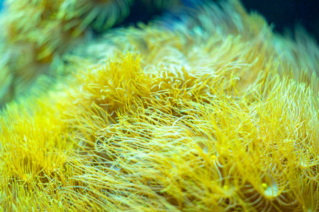 Beautiful underwater scene in aquarium in Dusseldorf, Germany. Tropical scenery.の写真素材