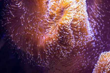 Beautiful sea anemones growing in the aquarium in Germany. Underwater scenery.の写真素材
