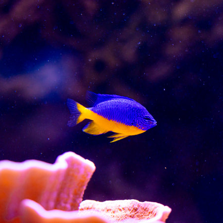 Beautiful underwater scenery in aquarium with blue fish. Tropical underwater life.の写真素材