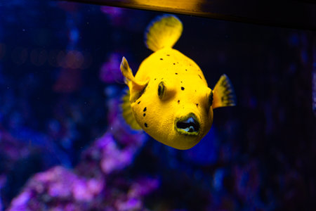 Beautiful underwater scenery in aquarium with yellow fish. Tropical underwater life.の写真素材