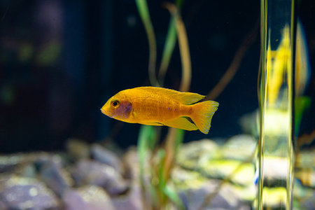 Beautiful underwater scenery in aquarium with yellow fish. Tropical underwater life.の写真素材