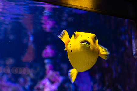 Beautiful underwater scenery in aquarium with yellow fish. Tropical underwater life.の写真素材