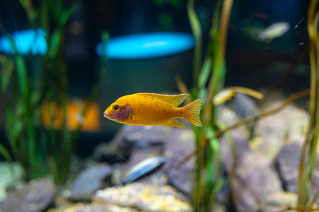 Beautiful underwater scenery in aquarium with yellow fish. Tropical underwater life.の写真素材
