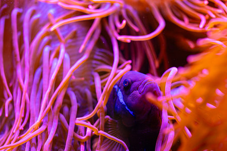 Purple clownfish hiding in the anemone in aqarium. Underwater scenery with fish.の写真素材