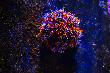 Beautiful underwater scene with sea urchin in aquarium in Dusseldorf, Germany. Tropical scenery.の写真素材