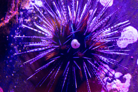 Beautiful underwater scene with sea urchin in aquarium in Dusseldorf, Germany. Tropical scenery.の写真素材