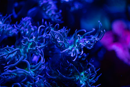 Beautiful blue sea anemones growing in the aquarium in Germany. Underwater scenery.の写真素材