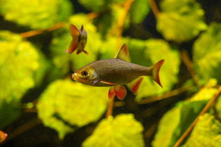 Beautiful underwater scenery in aquarium with fish. Tropical underwater life.の写真素材