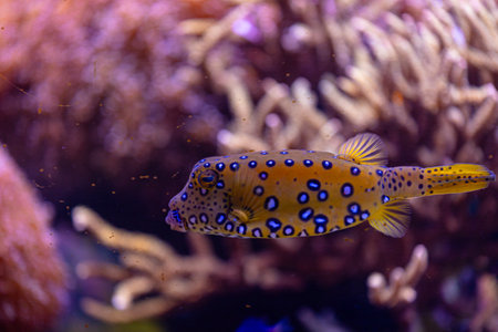 Beautiful underwater scenery in aquarium with fish. Tropical underwater life.の写真素材