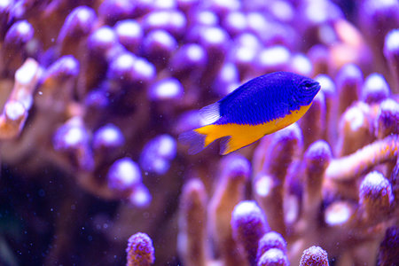 Beautiful underwater scenery in aquarium with blue fish. Tropical underwater life.の写真素材