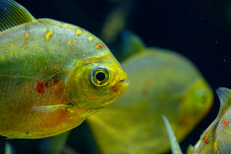 Beautiful underwater scenery in aquarium with green fish. Tropical underwater life.の写真素材