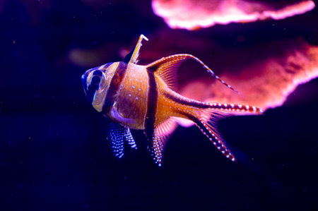 Beautiful underwater scenery in aquarium with pink fish. Tropical underwater life.の写真素材