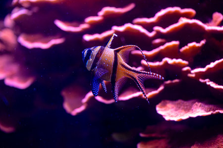 Beautiful underwater scenery in aquarium with pink fish. Tropical underwater life.の写真素材
