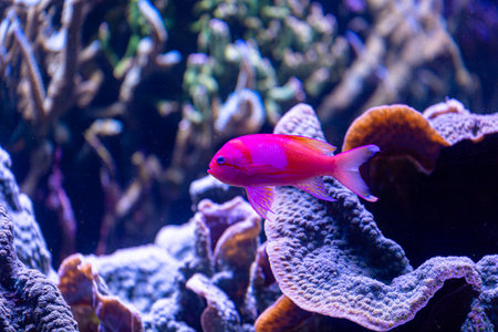 Beautiful underwater scenery in aquarium with pink fish. Tropical underwater life.の写真素材
