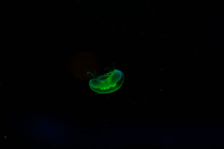Beautiful, translucent jellyfish floating in the water in green light. Underwater scenery in aquarium.の写真素材