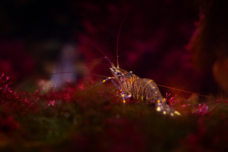 Beautiful underwater scene with red shrimp in aquarium in Dusseldorf, Germany. Tropical scenery.の写真素材