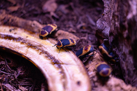 Exitic tropical insects in the aquarium. Dusseldorf, Germany.の写真素材