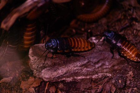 Exitic tropical insects in the aquarium. Dusseldorf, Germany.の写真素材