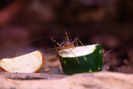 Exitic tropical insects in the aquarium. Dusseldorf, Germany.の写真素材