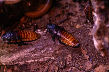 Exitic tropical insects in the aquarium. Dusseldorf, Germany.の写真素材