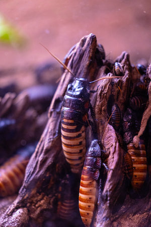 Exitic tropical insects in the aquarium. Dusseldorf, Germany.の写真素材