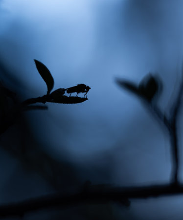 Beautiful summer scenery with fly sitting on a local plant. Rural Latvia, Northern Europe.の写真素材