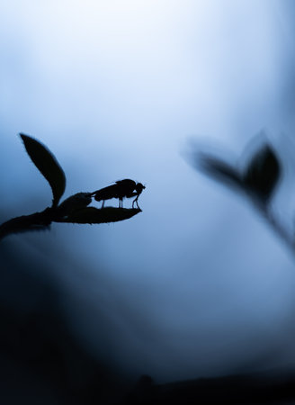 Beautiful summer scenery with fly sitting on a local plant. Rural Latvia, Northern Europe.の写真素材
