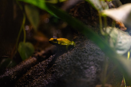 Beautiful exotic frog living in a terrarium. Aquarium scenery in Dusseldorf, Germany.の写真素材
