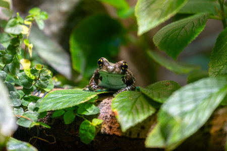 Beautiful exotic frog living in a terrarium. Aquarium scenery in Dusseldorf, Germany.の写真素材