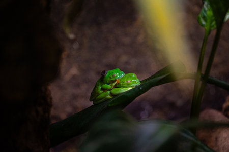 Beautiful exotic frog living in a terrarium. Aquarium scenery in Dusseldorf, Germany.の写真素材