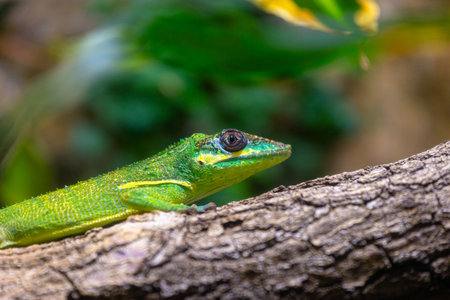 A beautiful green lizard sitting on the jungle tree branch in terrarium. Exotic scene in aquazoo un Dusseldorf, Germany.の写真素材