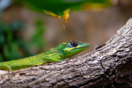 A beautiful green lizard sitting on the jungle tree branch in terrarium. Exotic scene in aquazoo un Dusseldorf, Germany.の写真素材