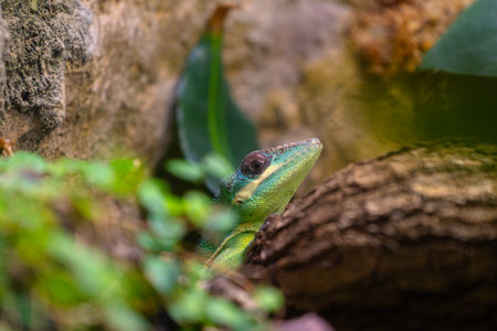A beautiful green lizard sitting on the jungle tree branch in terrarium. Exotic scene in aquazoo un Dusseldorf, Germany.の写真素材
