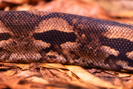 Beautiful brown snake living in a terrarium. Exotic scenery in aquarium in Dusseldorf, Germany.の写真素材