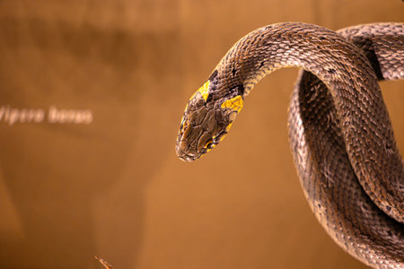 Beautiful brown snake living in a terrarium. Exotic scenery in aquarium in Dusseldorf, Germany.の写真素材