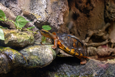 A beautiful turtle living in a terrarium. Exotic scene in aquazoo in Dusseldorf, Germany.の写真素材