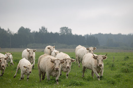 Beautiful cows grazing in the misty pasture during summer morning. Rural scenery of Latvia, Northern Europe.の写真素材