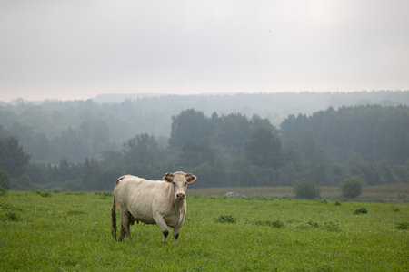 Beautiful cows grazing in the misty pasture during summer morning. Rural scenery of Latvia, Northern Europe.の写真素材