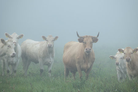 Beautiful cows grazing in the misty pasture during summer morning. Rural scenery of Latvia, Northern Europe.の写真素材