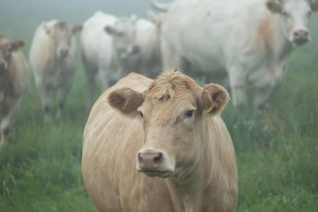 Beautiful cows grazing in the misty pasture during summer morning. Rural scenery of Latvia, Northern Europe.の写真素材