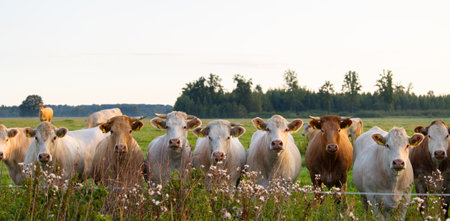 A beautiful summer morning scenery with cows grazing in the meadow. Rural landscape with cattle in Latvia, Northern Europe.の写真素材