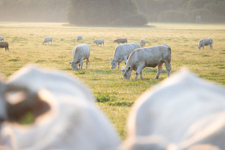 A beautiful summer morning scenery with cows grazing in the meadow. Rural landscape with cattle in Latvia, Northern Europe.の写真素材