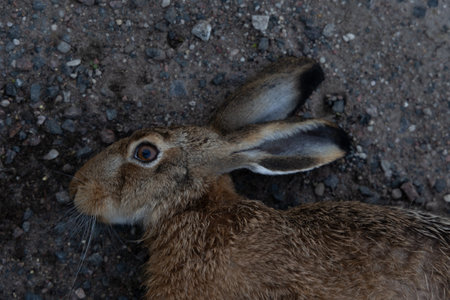 A roadkill - brown wild hare, adult animal. A sad scenery of a killed rabbit on road during summer morning in Latvia, Northern Europe.の写真素材