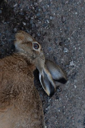 A roadkill - brown wild hare, adult animal. A sad scenery of a killed rabbit on road during summer morning in Latvia, Northern Europe.の写真素材